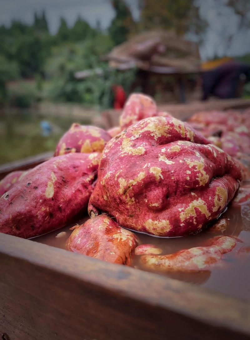 广东昨日新增本土确诊74例，红薯粉红薯包制作方法介绍