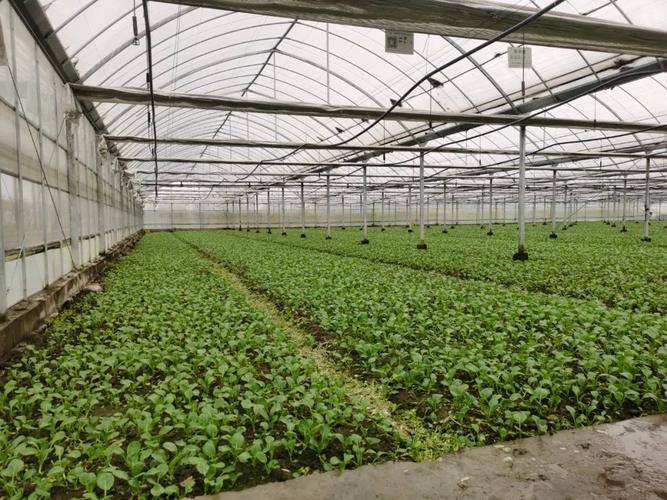 上海市抢种8万多亩蔬菜，当地蔬菜行业前景及香花桥大街拆迁补偿