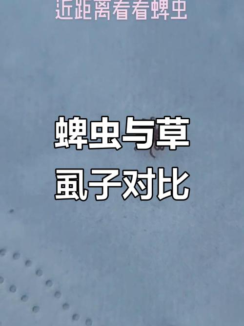 蜱虫是什么样的，和臭虫、虱子有何区别，信阳能否收顺丰