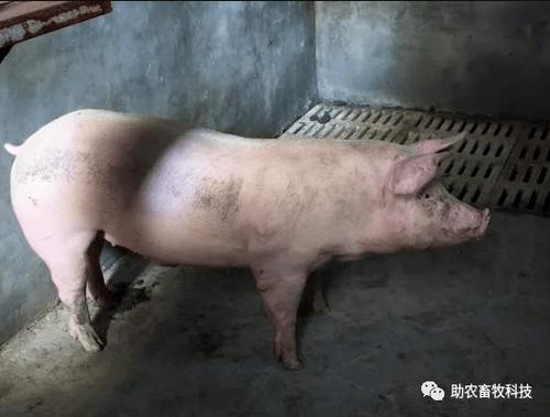 2023全国猪瘟情况：北方扩散，国内尚无非洲猪瘟病例